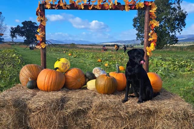 South Ardbennie Farm in Perthshire will no longer be open for pick your own pumpkins