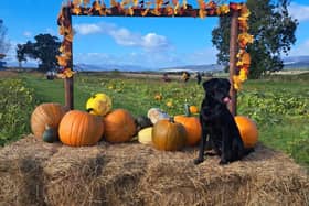 South Ardbennie Farm in Perthshire will no longer be open for pick your own pumpkins