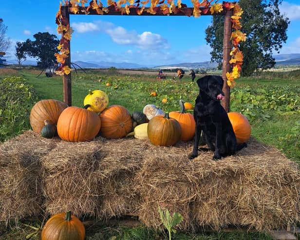 South Ardbennie Farm in Perthshire will no longer be open for pick your own pumpkins