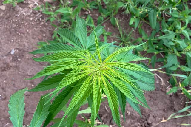 The hemp crop