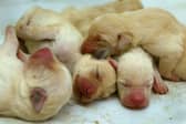 Are you thinking about welcoming a new puppy into your home and heart?