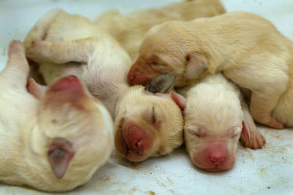 Are you thinking about welcoming a new puppy into your home and heart?