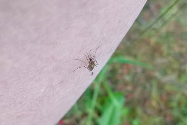 A photo submitted to the Mosquito Scotland project by a member of the public, showing a mosquito biting them