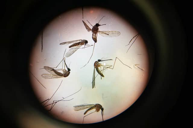 A picture taken down a microscope by Dr Georgia Kirby from the Mosquito Scotland team, showing a group of mosquitoes caught in a trap in Scotland