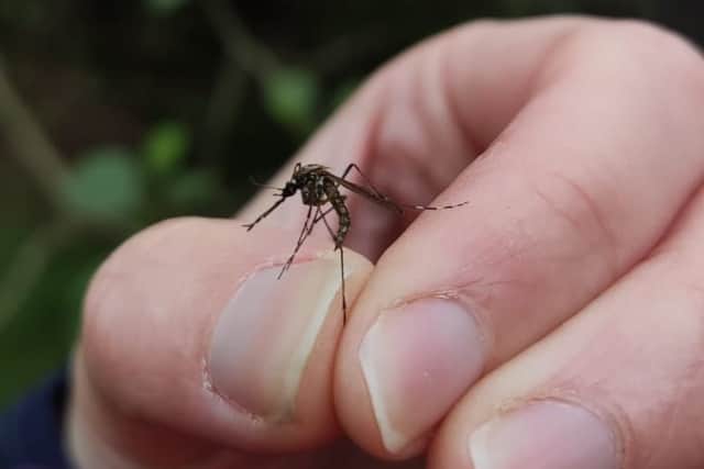 An Aedes cantans mosquito caught by the Mosquito Scotland team in a forest in Scotland