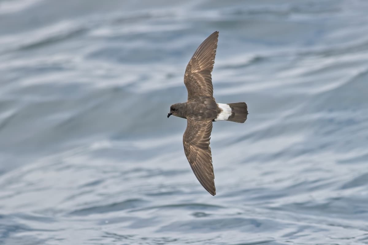 Highland research project will study one of the UK's smallest and most ...