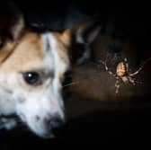 What happens if your dog eats a spider?