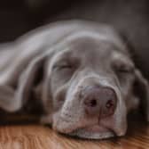 A dog enjoying a dream.
