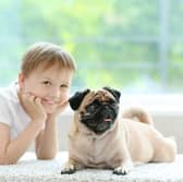 Dog breeds like the Pug can quickly become fast friends with children.