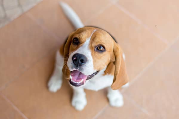 Some breeds of dog have it baked into their very DNA to be full of happiness.