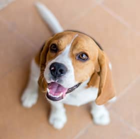 Some breeds of dog have it baked into their very DNA to be full of happiness.
