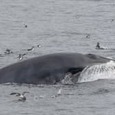 Breaching minke whale off the coast of Eigg