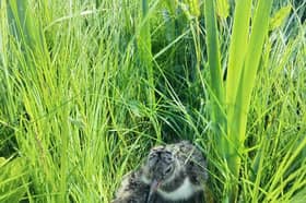 Oystercatcher chick in the grass 
