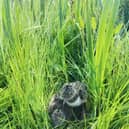 Oystercatcher chick in the grass 