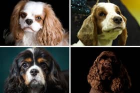 How well do you know your Spaniel breeds?