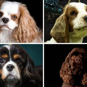 How well do you know your Spaniel breeds?