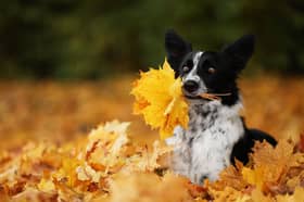 Autumn is a great time to get out and about with your pup.