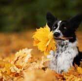 Autumn is a great time to get out and about with your pup.