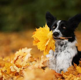 Autumn is a great time to get out and about with your pup.