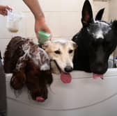 Some dogs need washed more often than others.