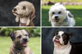 Four of the 33 breeds of Terrier recognised by the Royal Kennel Club.