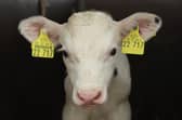 The calves of dairy cows are normally taken from their mothers a day or two after birth (Picture: Sean Gallup)