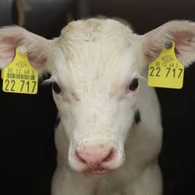 The calves of dairy cows are normally taken from their mothers a day or two after birth (Picture: Sean Gallup)