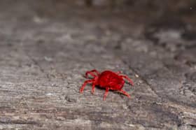 This is what a harvest mite looks like.