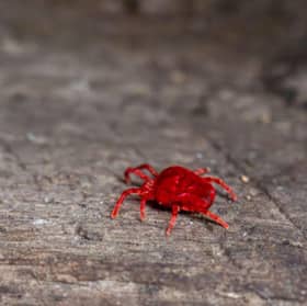 This is what a harvest mite looks like.