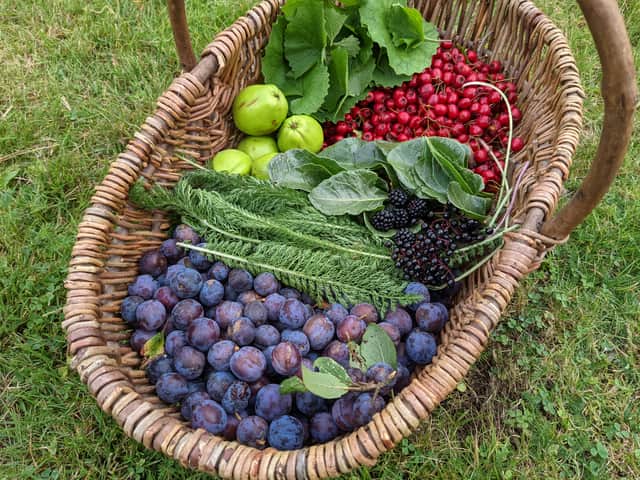 Some of what you can forage in Scotland in autumn