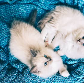 Some cat breeds are very happy to share a home with another feline.