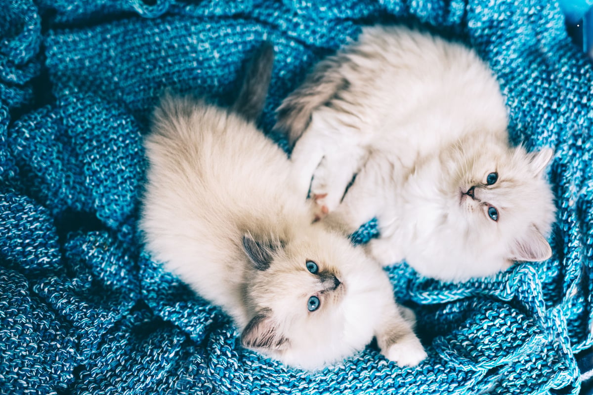 Sociable Cats For Multi-Pet Households 2026: These are the 11 breeds of adorable cat that get on best with other cats - including the loving Ragdoll 😺