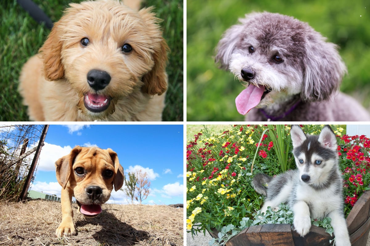Top Dog Crossbreeds 2026 in Pictures: Here are 13 of the most popular adorable designer dog crosses - including the loving Labradoodle 🐶