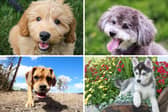 Four of the most popular canine crossbreeds.