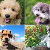 Four of the most popular canine crossbreeds.