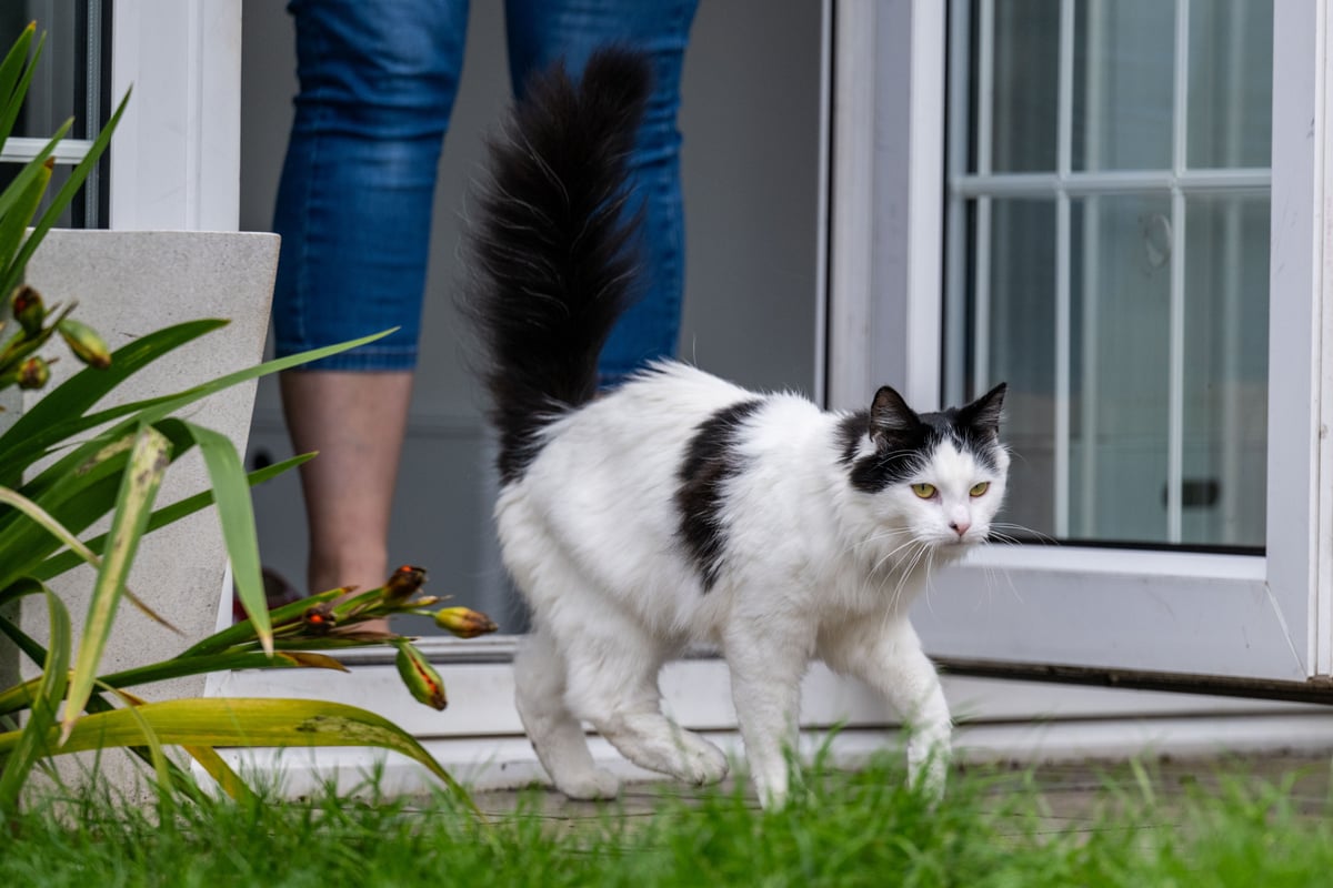 Cambridge named the UK's 'cheating cat' capital for feline wanderers