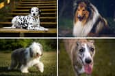 Four iconic British dog breeds at risk of extinction.