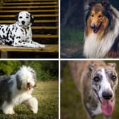 Four iconic British dog breeds at risk of extinction.