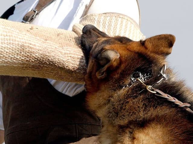 The German Shepherd is one of the dogs with the most powerful bite.
