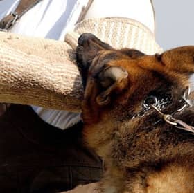 The German Shepherd is one of the dogs with the most powerful bite.