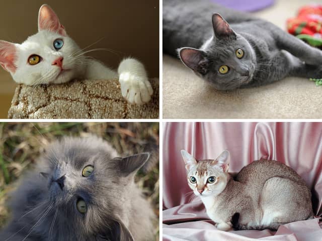 Four of the rarest breeds of pet cat.