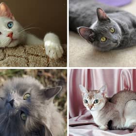 Four of the rarest breeds of pet cat.