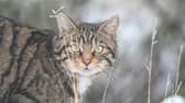 New plans have launched to protect and expand the wildcat population in Scotland 