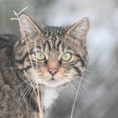New plans have launched to protect and expand the wildcat population in Scotland 