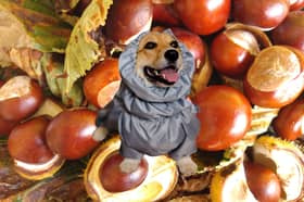 You should be careful of your dog around horse chestnut trees this autumn.