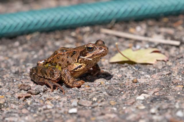 Common frog