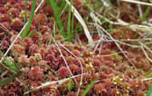 Sphagnum moss is a primary building block of northern peatlands and is unusual in that it has no roots or stomata - the tiny openings that help most plants regulate water loss.