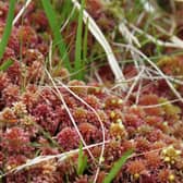Sphagnum moss is a primary building block of northern peatlands and is unusual in that it has no roots or stomata - the tiny openings that help most plants regulate water loss.