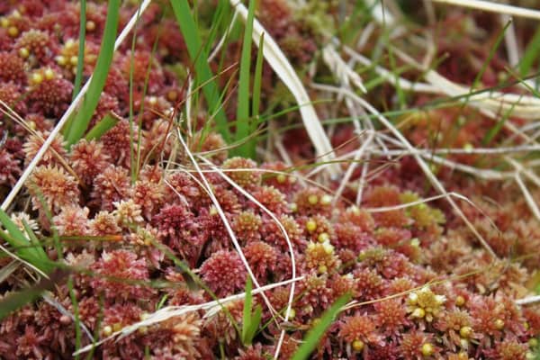 Sphagnum moss is a primary building block of northern peatlands and is unusual in that it has no roots or stomata - the tiny openings that help most plants regulate water loss.
