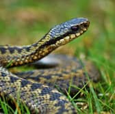 The adder is the UK's only venomous snake.